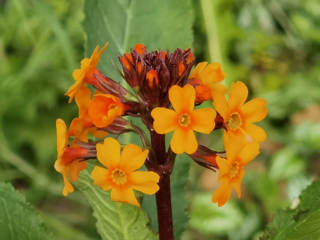 Primula aurantiaca